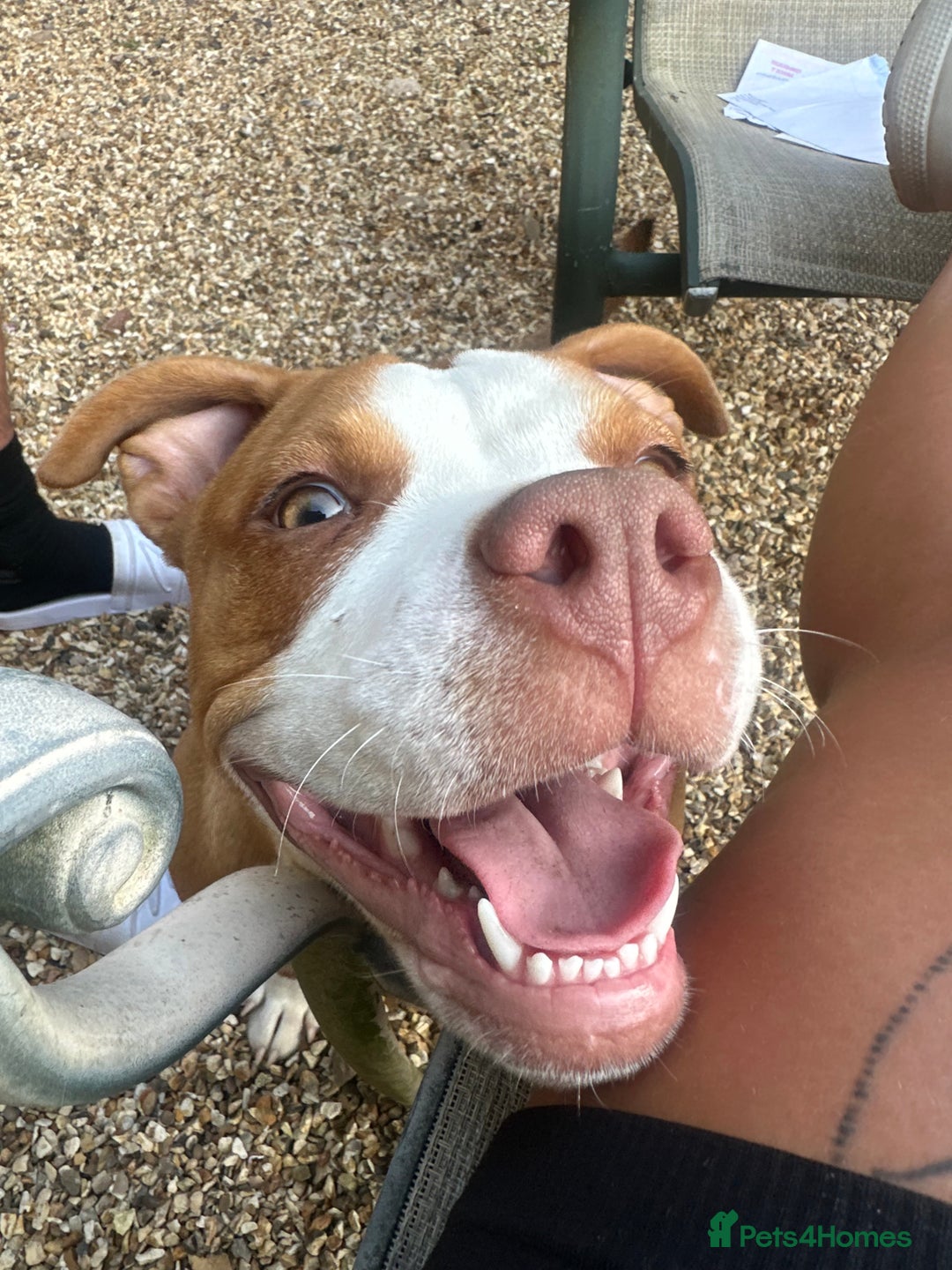 Mixed Breed dogs for sale: Staffie x pocket bully 10 months old - Image 4