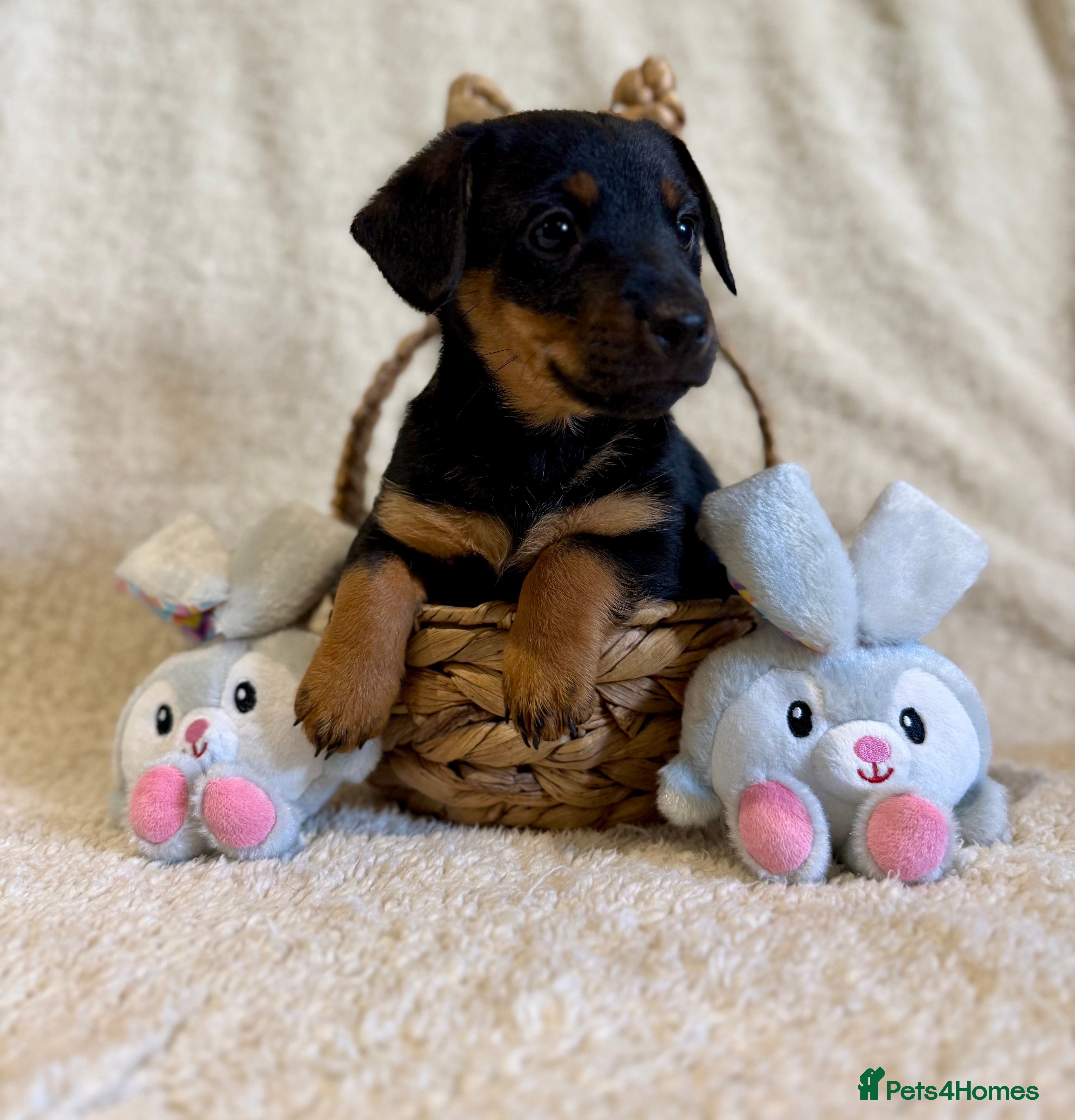 Jack Russell dogs Lovely miniature Jack Russell pups  - Advert 5