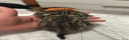 Bengal cats for sale: Beautiful bengal kittens for sale, 2boys available - Advert 16