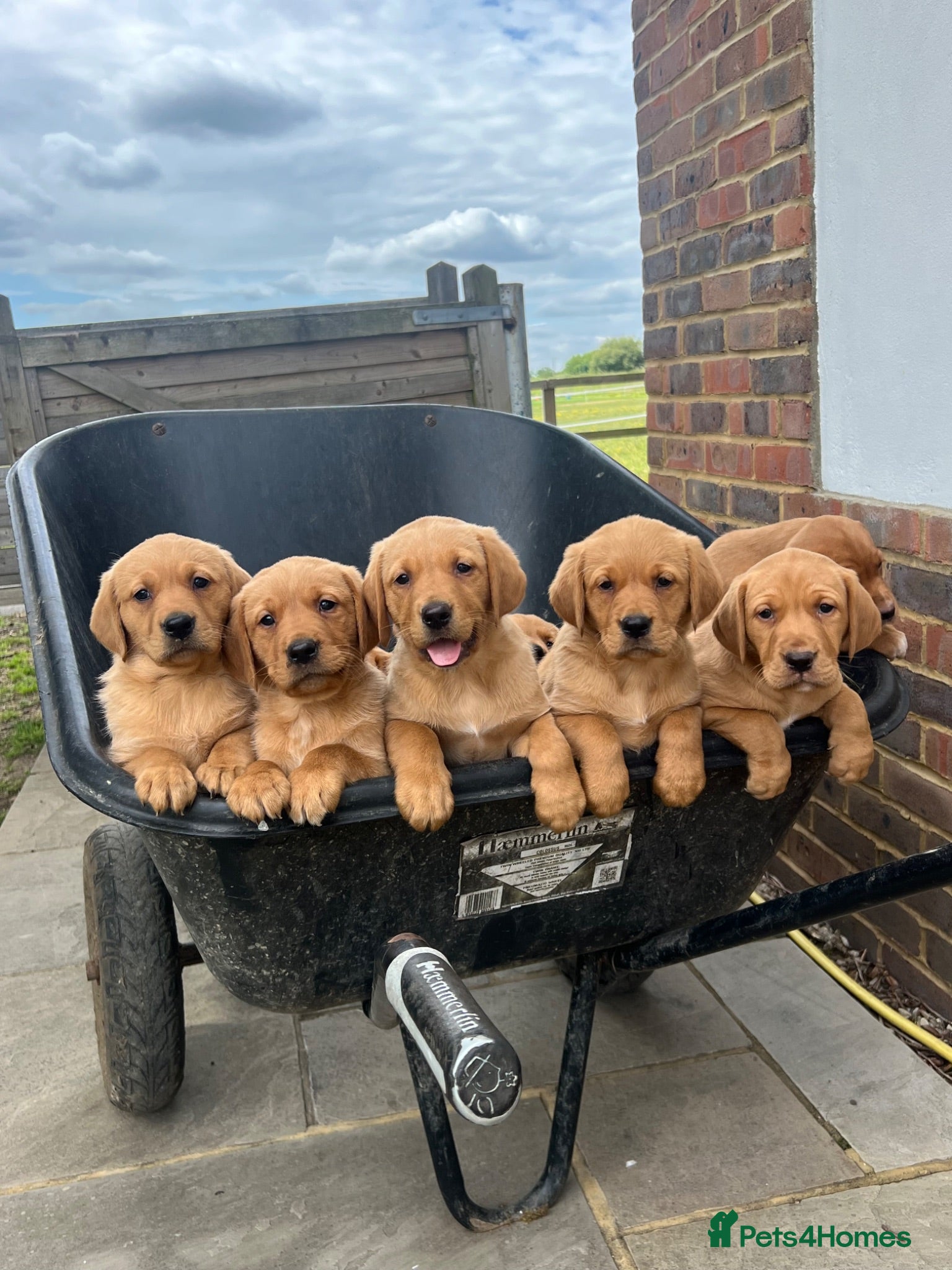 Labrador Retriever dogs Fox red Labrador puppies - Advert 2