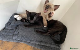 Mixed Breed cats for sale: 4 beautiful kittens looking new home 🩷 - Image 4
