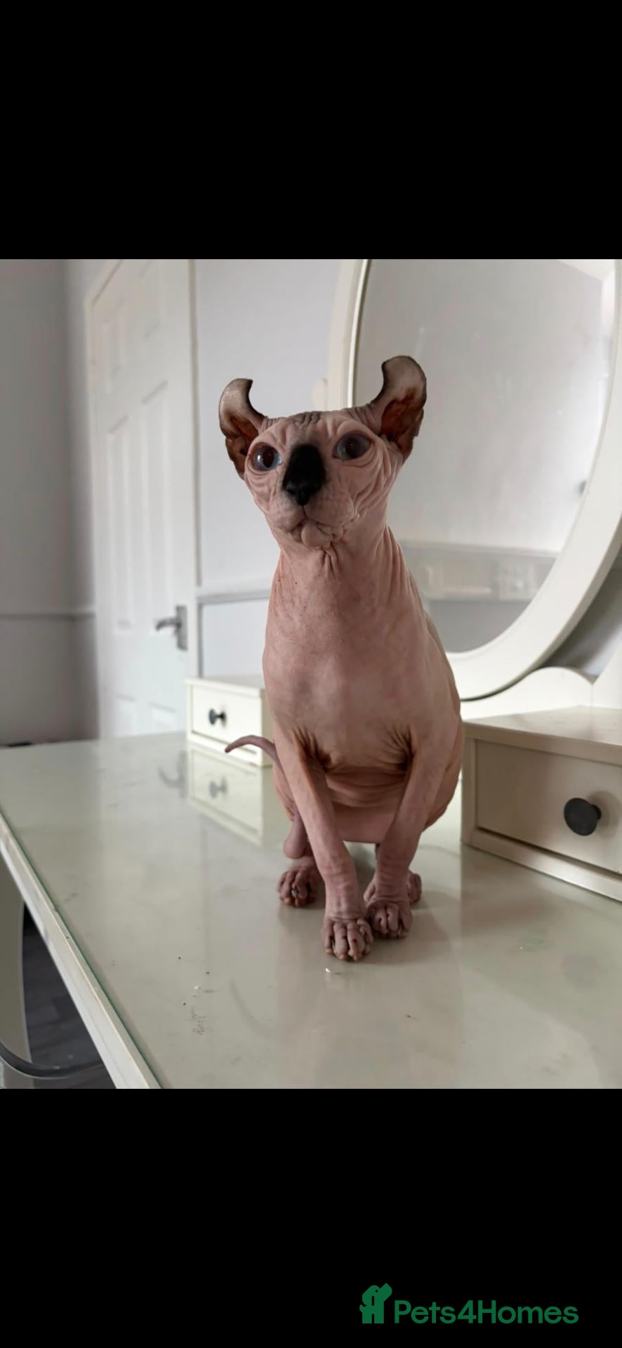Sphynx cats **BLUE SEAL POINT FEMALE KITTEN** - Advert 7
