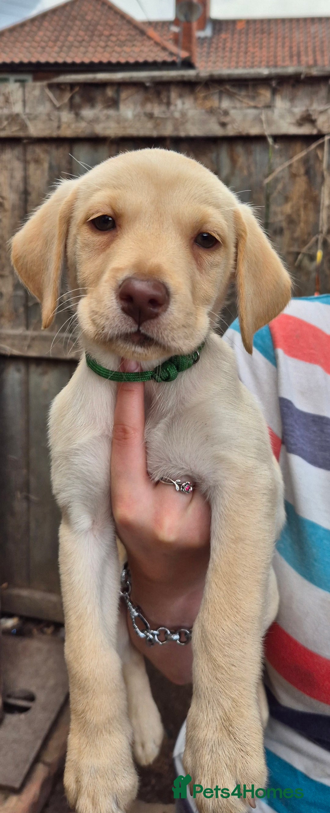 Labrador Retriever dogs for sale: Labrador puppys ready to leave  - Image 5