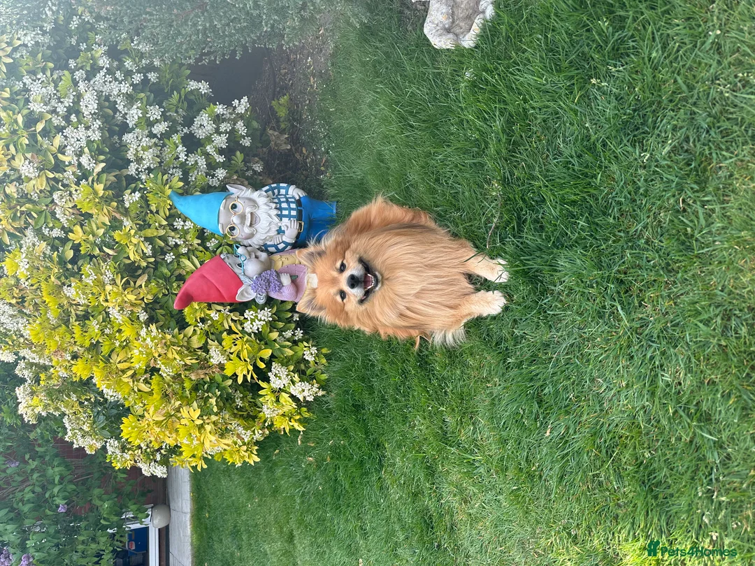 German Spitz dogs for stud: Joy – Healthy, Active German Spitz Male (7 Years) - Advert 2