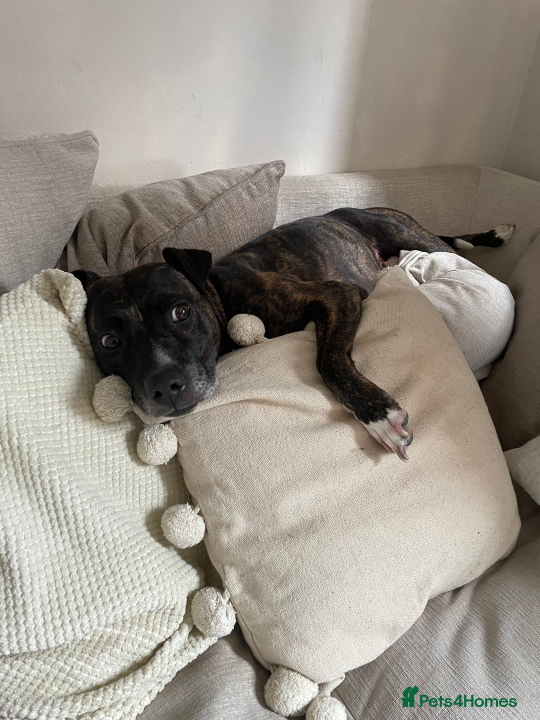 Mixed Breed dogs for sale: Staffy cross looking for a loving home  - Advert 1
