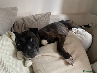 Mixed Breed dogs Staffy cross looking for a loving home - Advert 15