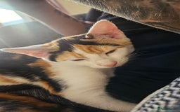 Mixed Breed cats for sale: 2 female kittens for sale  - Image 4