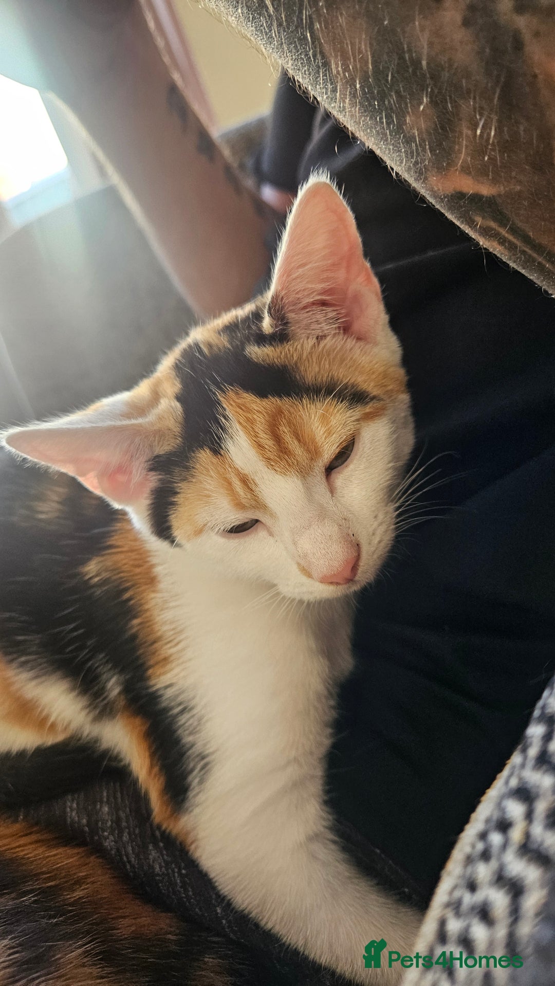 Mixed Breed cats for sale: 2 female kittens for sale  - Image 4