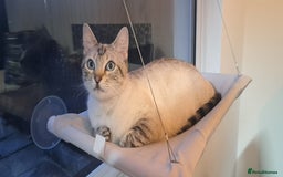 Ragdoll cats for sale: Kittens due very soon snow bengal x ragdoll  - Image 3