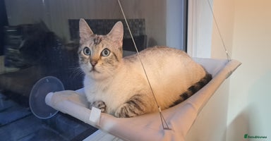 Ragdoll cats - Advert 8