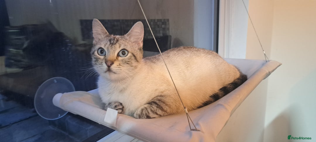 Ragdoll cats for sale: Kittens due very soon snow bengal x ragdoll  - Image 3