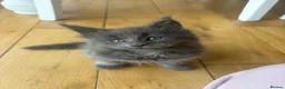 Maine Coon cats for sale: Maine Coon Kittens Russian & European Champ Lines  - Advert 5
