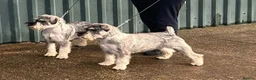 Schnauzer dogs for sale: KC reg , 1st vac male standard schnauzer  - Advert 2