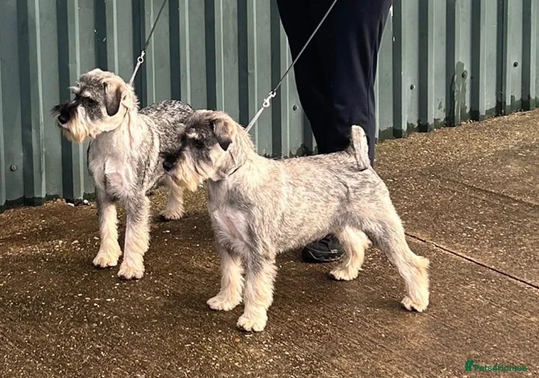 Schnauzer dogs for sale: KC reg , 1st vac male standard schnauzer  - Advert 2