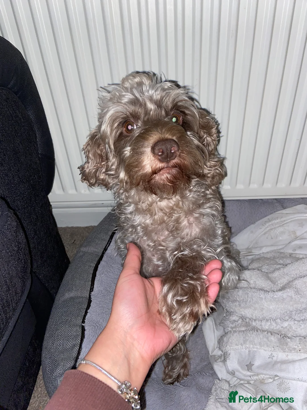 Cockapoo dogs for stud: *FOR STUD* Male Cockapoo - Advert 2