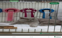 British Shorthair cats for sale: 5 beautiful BSH kittens - Image 2