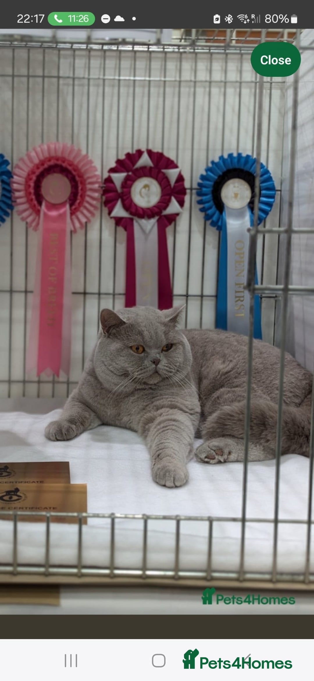 British Shorthair cats for sale: 5 beautiful BSH kittens - Image 2