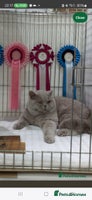 British Shorthair cats - Advert 4