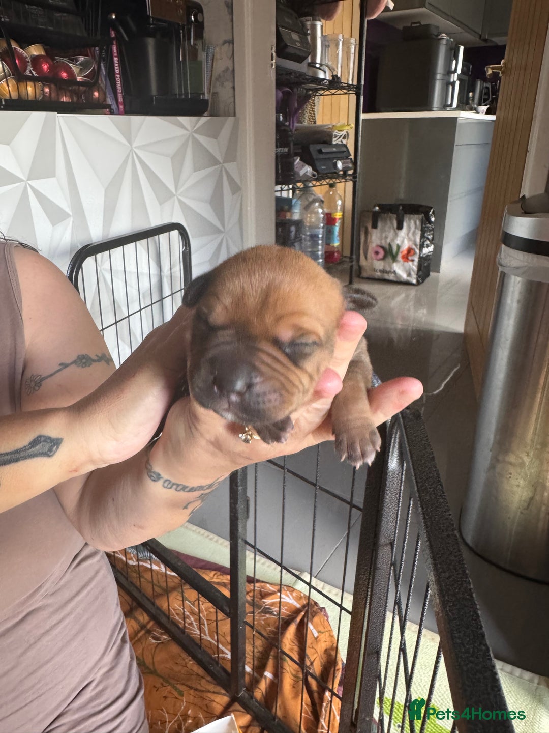 Staffordshire Bull Terrier dogs for sale: Staffordshire bull terrier puppies  - Image 10