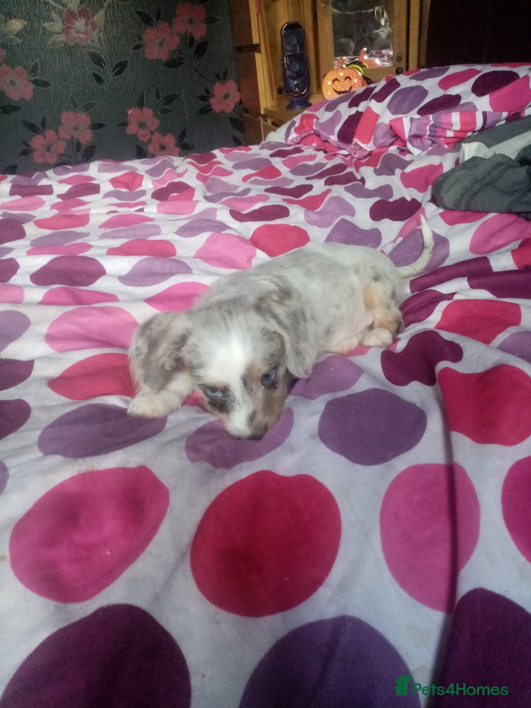 Mixed Breed dogs for sale: Miniature Dashound  - Advert 8