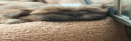 Shih Tzu dogs for sale: Tiny imperial shih tzu - Advert 20