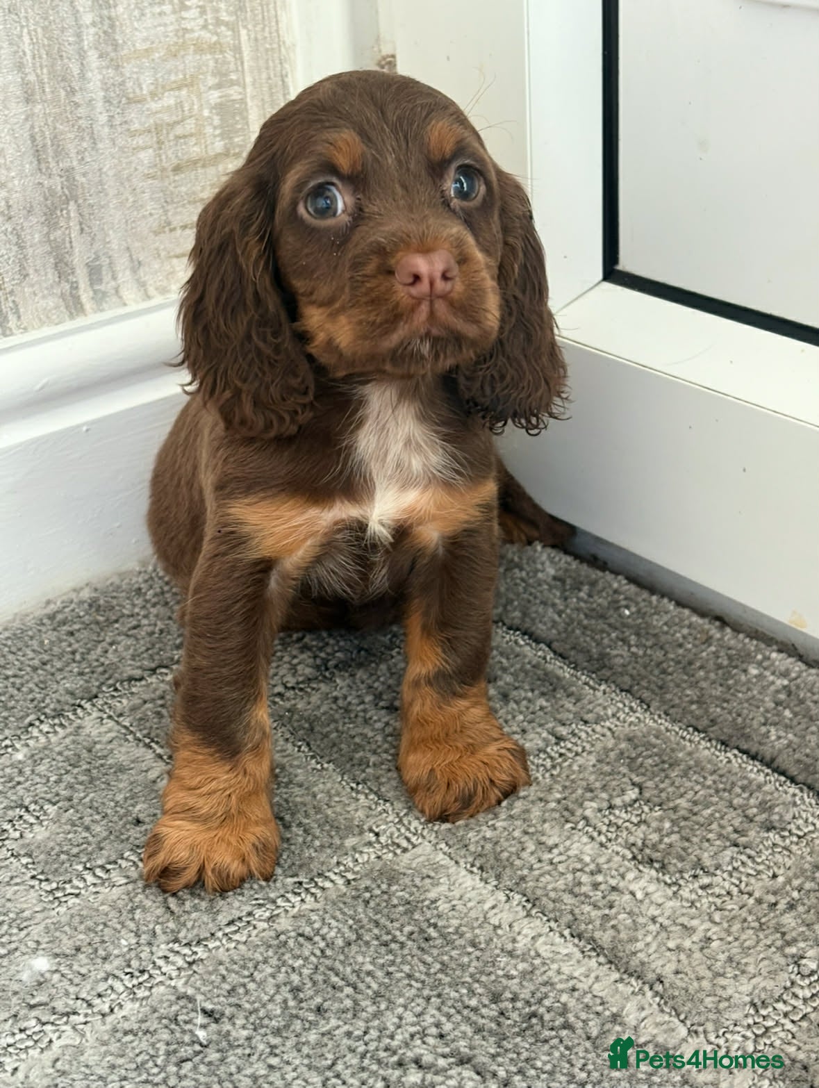 Cocker Spaniel dogs READY NOW Gorgeous well bred cocker spaniels  - Advert 8