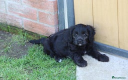 Cavapoo dogs for sale: Beautiful F1 Cavapoo puppies for sale - Image 29