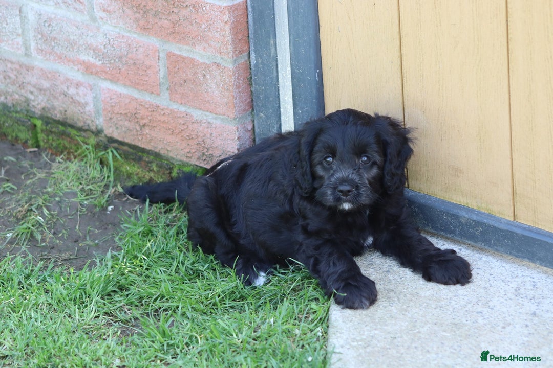 Cavapoo dogs for sale: Beautiful F1 Cavapoo puppies for sale - Image 29
