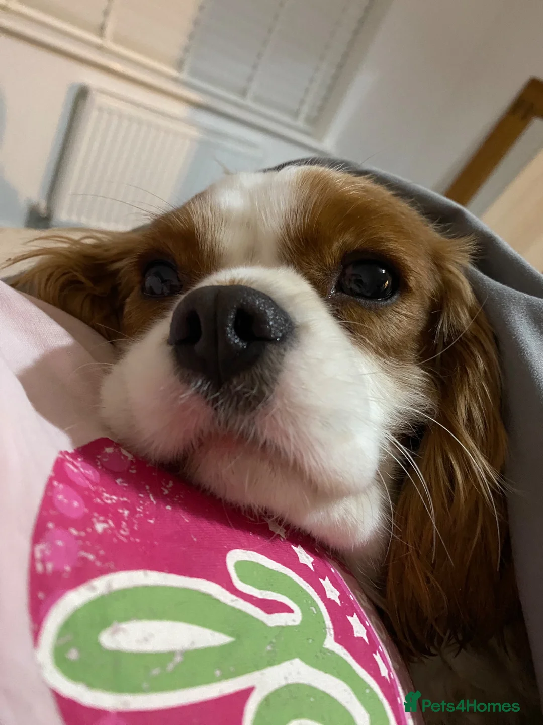 Cavalier King Charles Spaniel dogs for sale: Cavalier male for sale  in Wirral - Advert 6