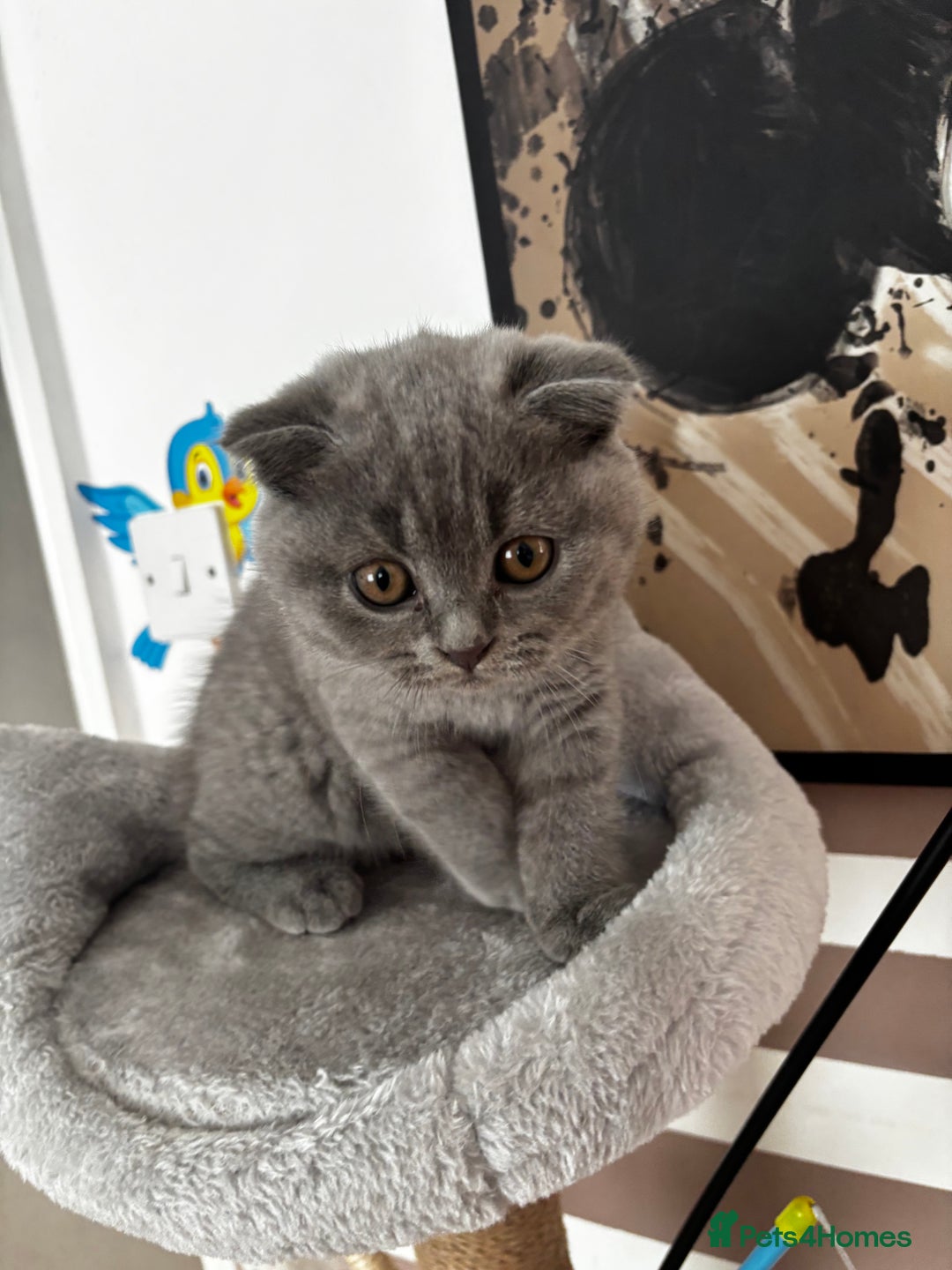 Scottish Fold cats for sale: Scottish Fold Kittens  - Advert 4
