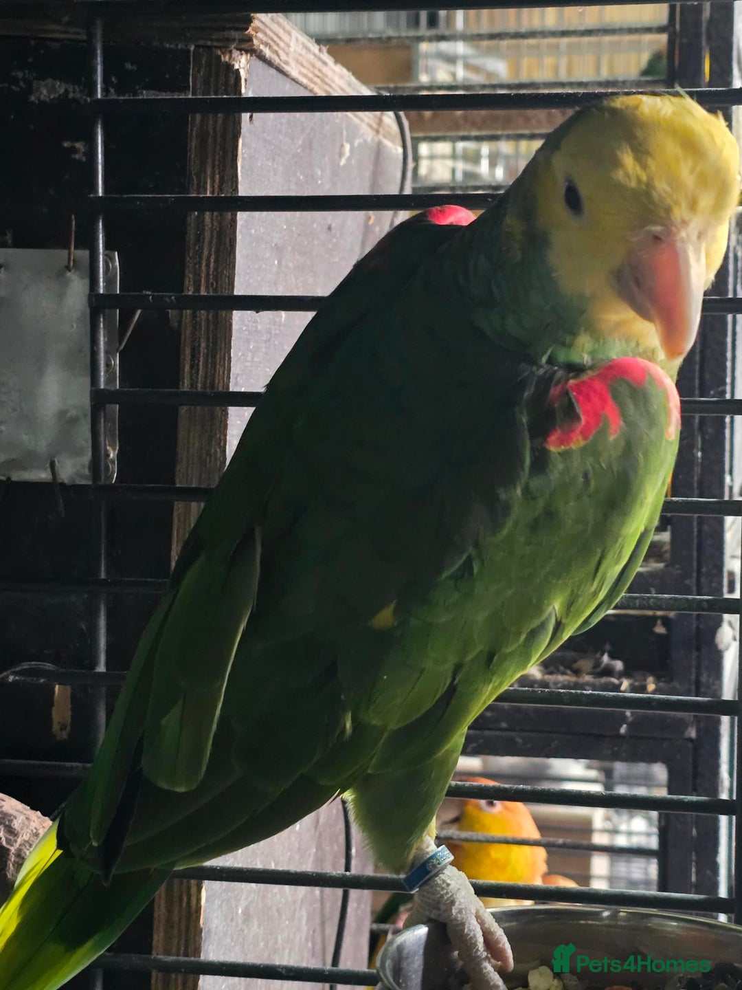 Parrots birds for sale: Proven Pair Double yellow headed Amzon (Amazon) - Image 2