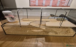 Gerbil rodents for sale: 2 gerbils with cage and a few items for sale - Image 4