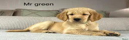 Goldendoodle dogs for sale: BEAUTIFUL HEALTHY CHUNKY PUPPIES  - Advert 4