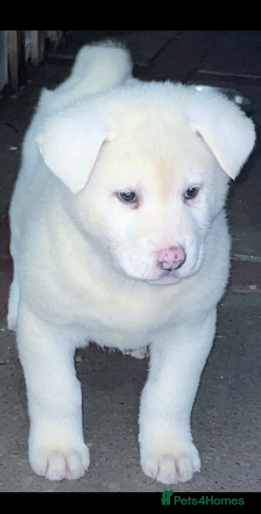 Japanese Akita Inu dogs for sale: Japanese Akita Inu Puppies  - Advert 8