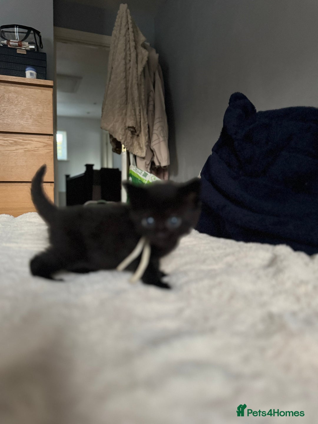 Domestic Shorthair cats for sale: 6 beautiful kittens - Image 7