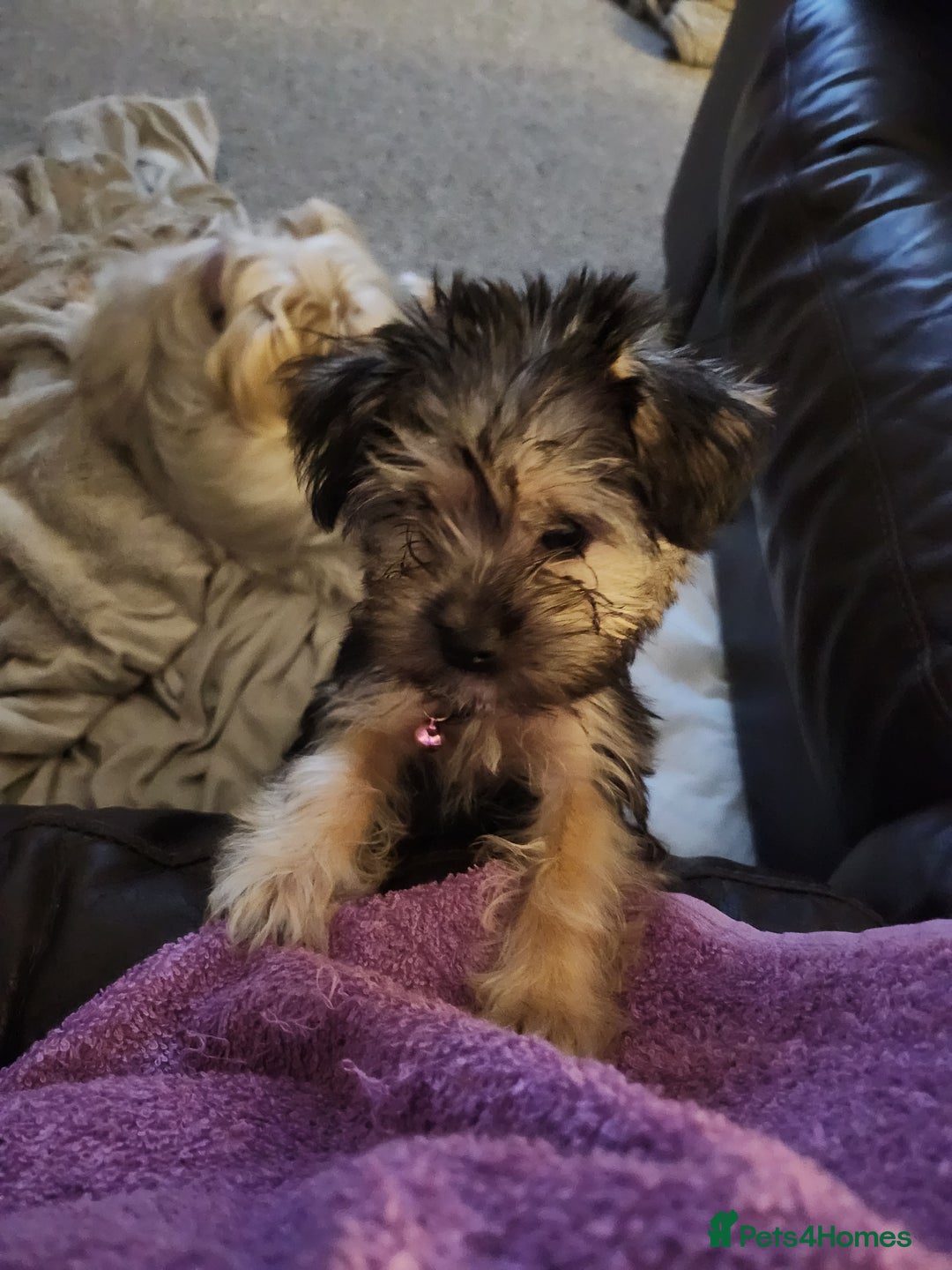 Morkie dogs for sale: Yorkie dominant small Morkies - Image 3