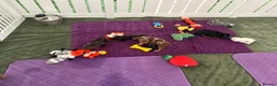 Doxiepoo dogs for sale: Very tiny DOXIEPOO puppies  - Advert 18