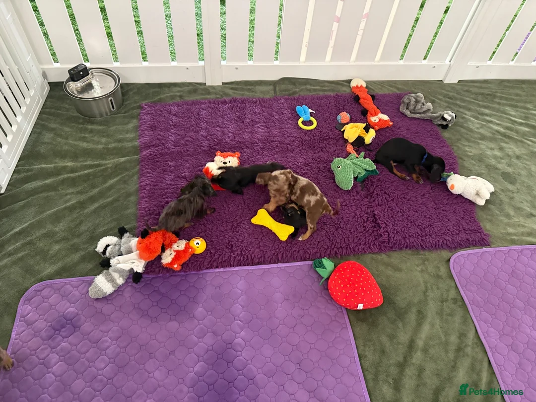 Doxiepoo dogs for sale: Very tiny DOXIEPOO puppies  - Advert 18