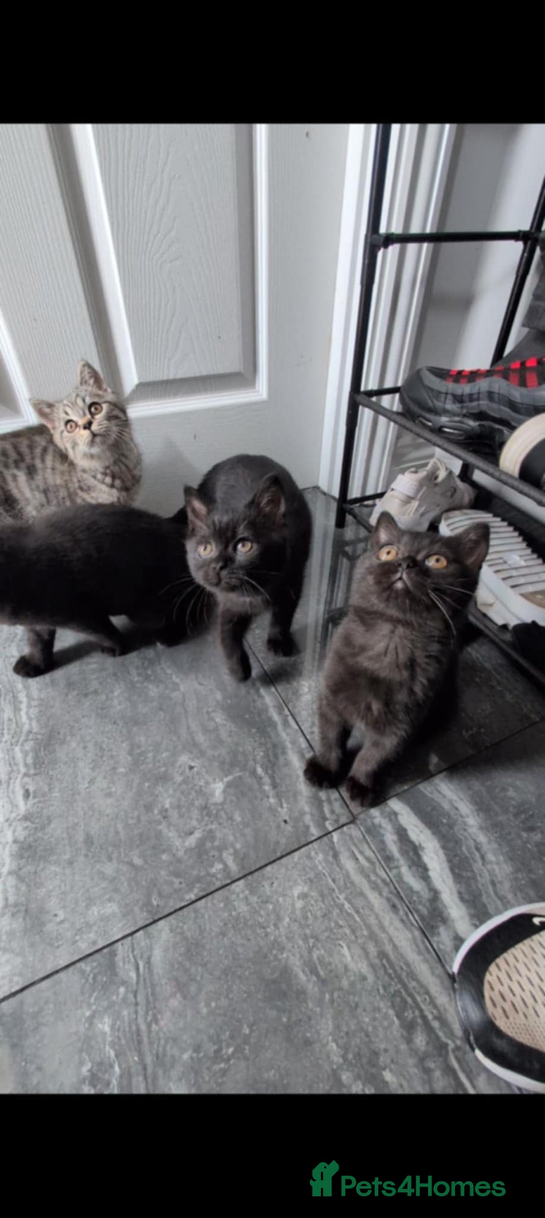 British Shorthair cats for sale:  Ready now. British shorthair kittens  - Image 13