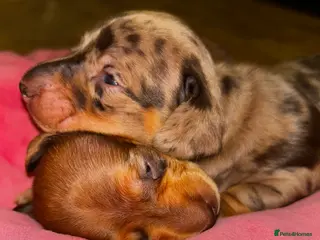 Miniature Dachshund dogs 2 Cute Mini Dachshund Puppies - Advert 14