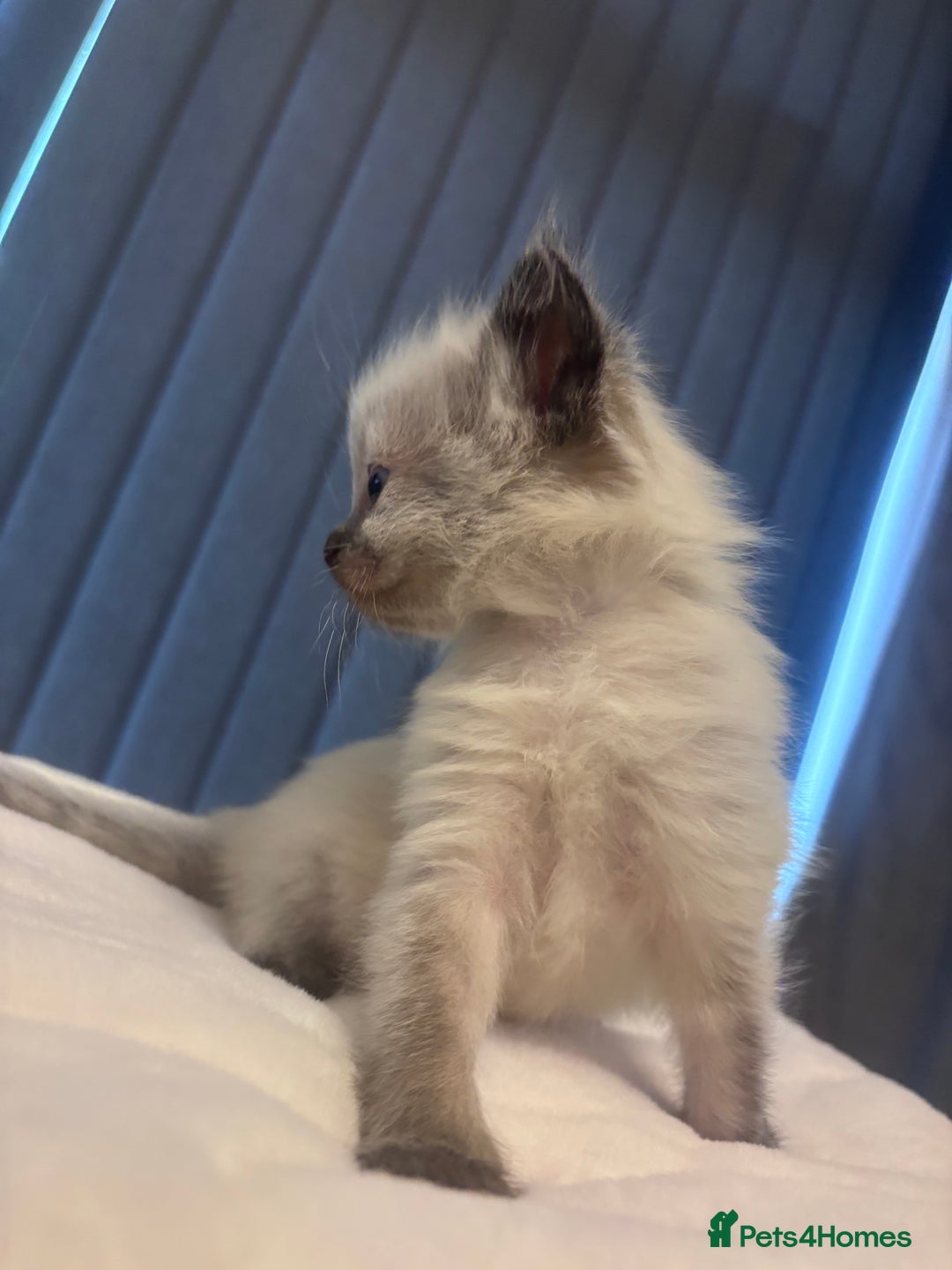 Ragdoll cats for sale: One gorgeous pedigree Ragdoll kitten available  - Image 5