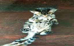 Bengal cats for sale: **✨ Lil Bengals Beautiful Pedigree Bengal Kittens✨ - Image 10