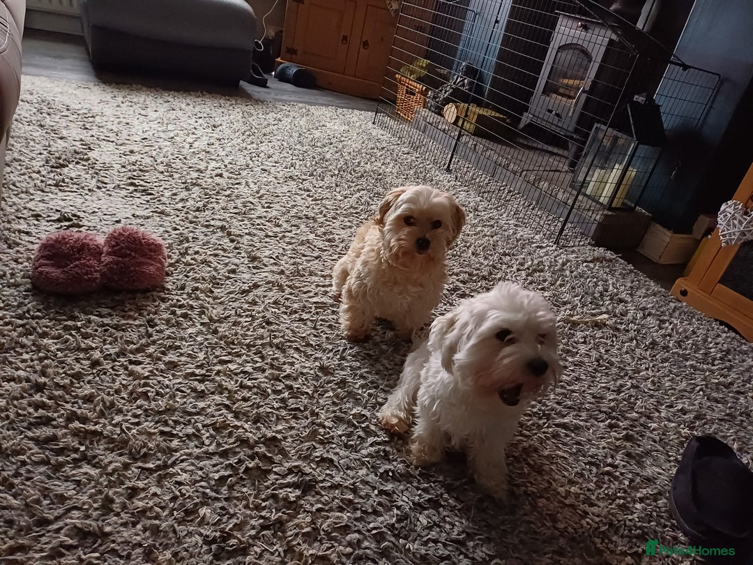 Morkie dogs for sale: Morkie - Image 6