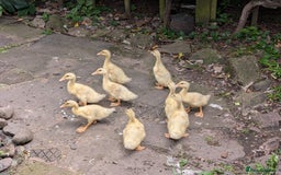 Ducks poultry for sale: Saxony Ducklings  - Image 2
