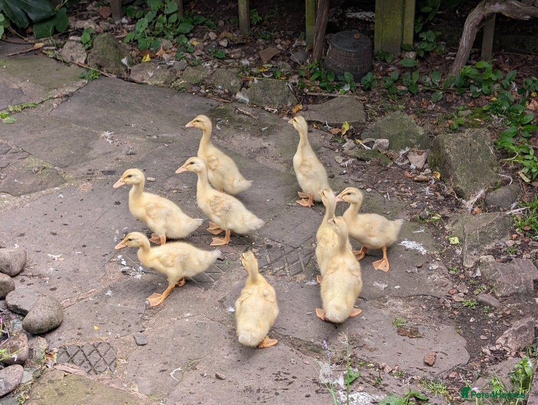 Ducks poultry for sale: Saxony Ducklings  - Image 2