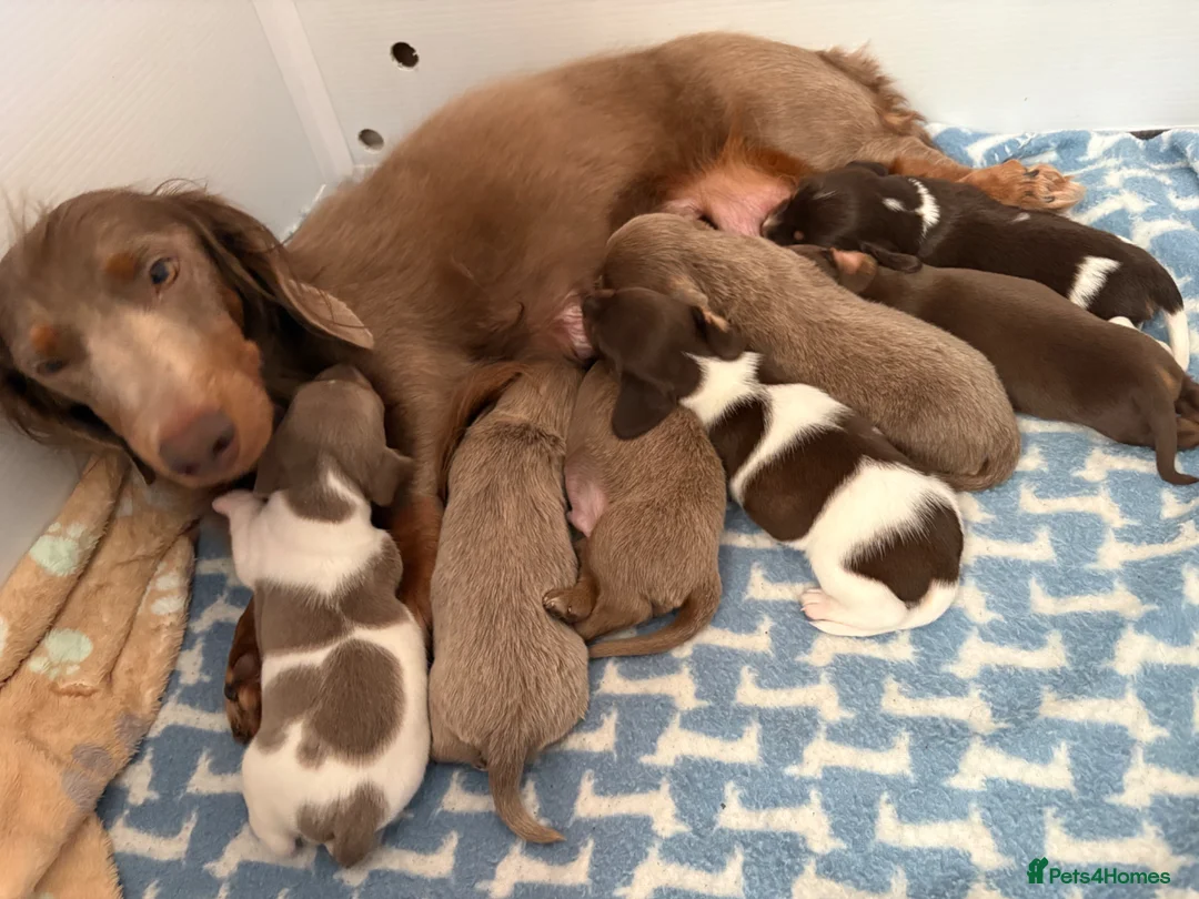 Miniature Dachshund dogs for sale: Miniature dashshund  - Advert 2