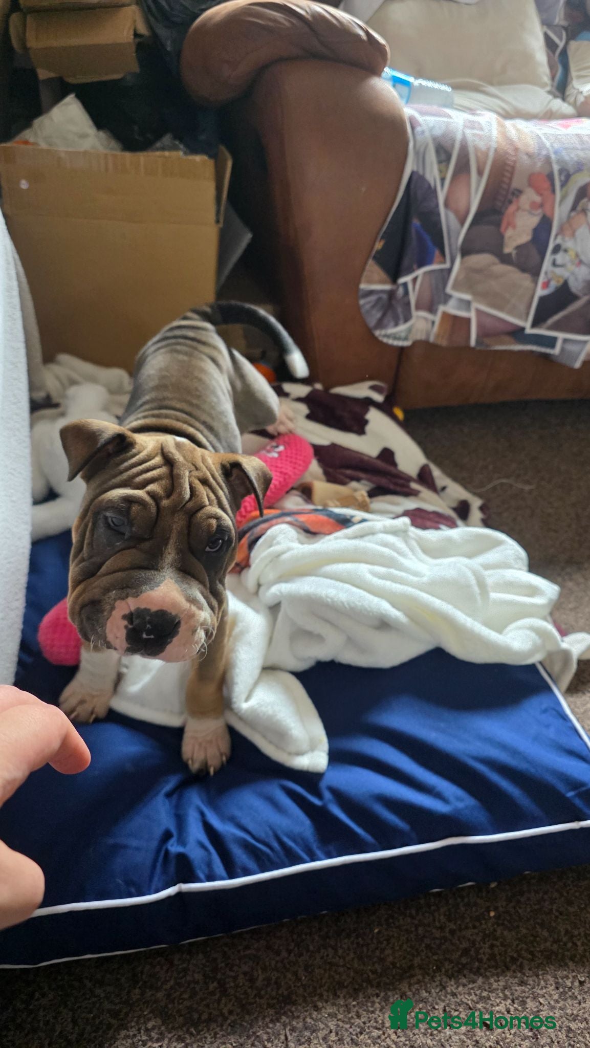 Mixed Breed dogs 11 week old Shar pei cross American bulldog  - Advert 1
