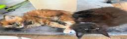 Maine Coon cats for sale: Maine Coons kittens purebred  - Advert 7