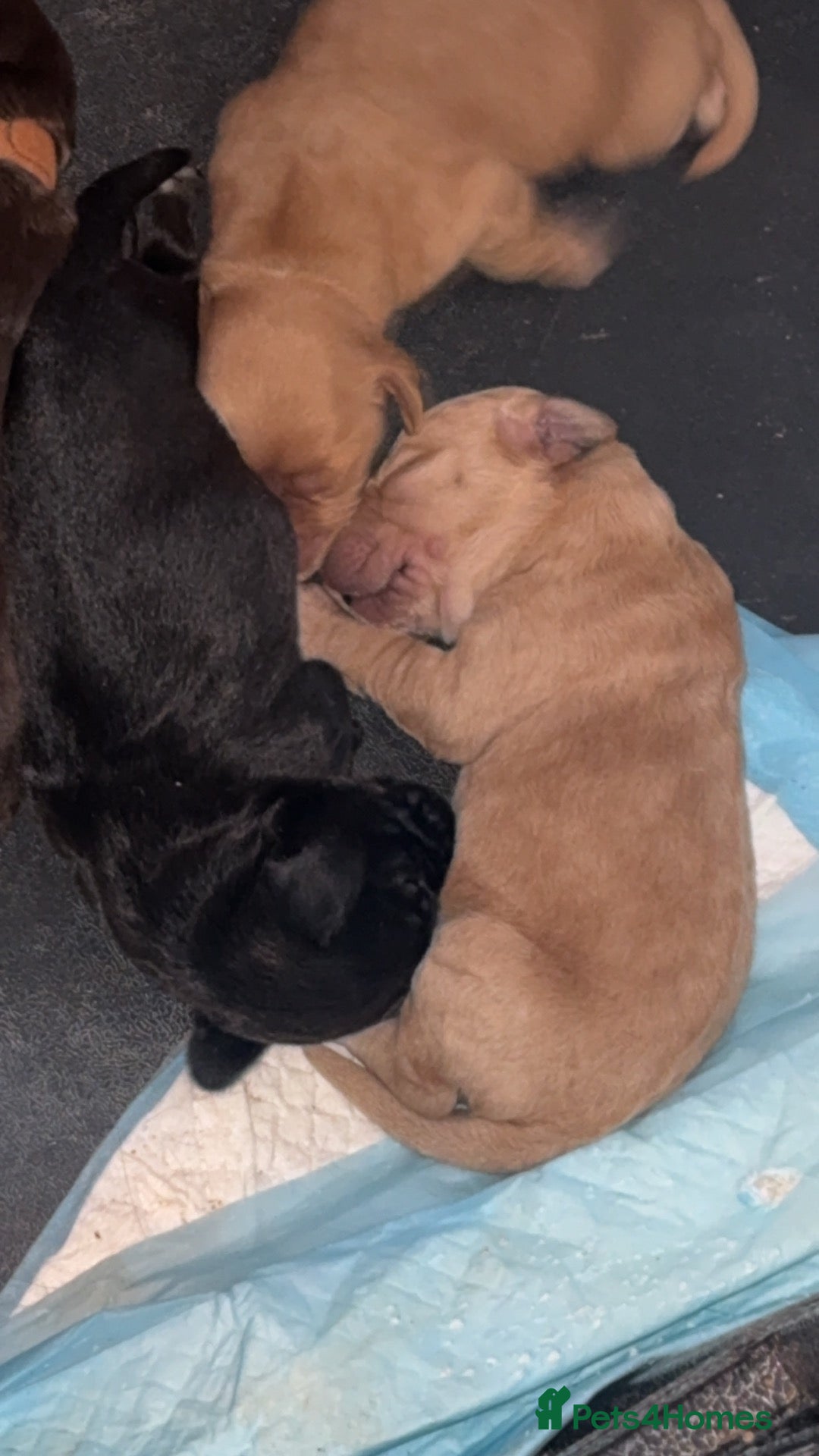 Cockapoo dogs 4 left ❤️ cockapoo pups - Advert 21