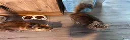Maine Coon cats for sale: Persian+Maine-coon female cats - Advert 6